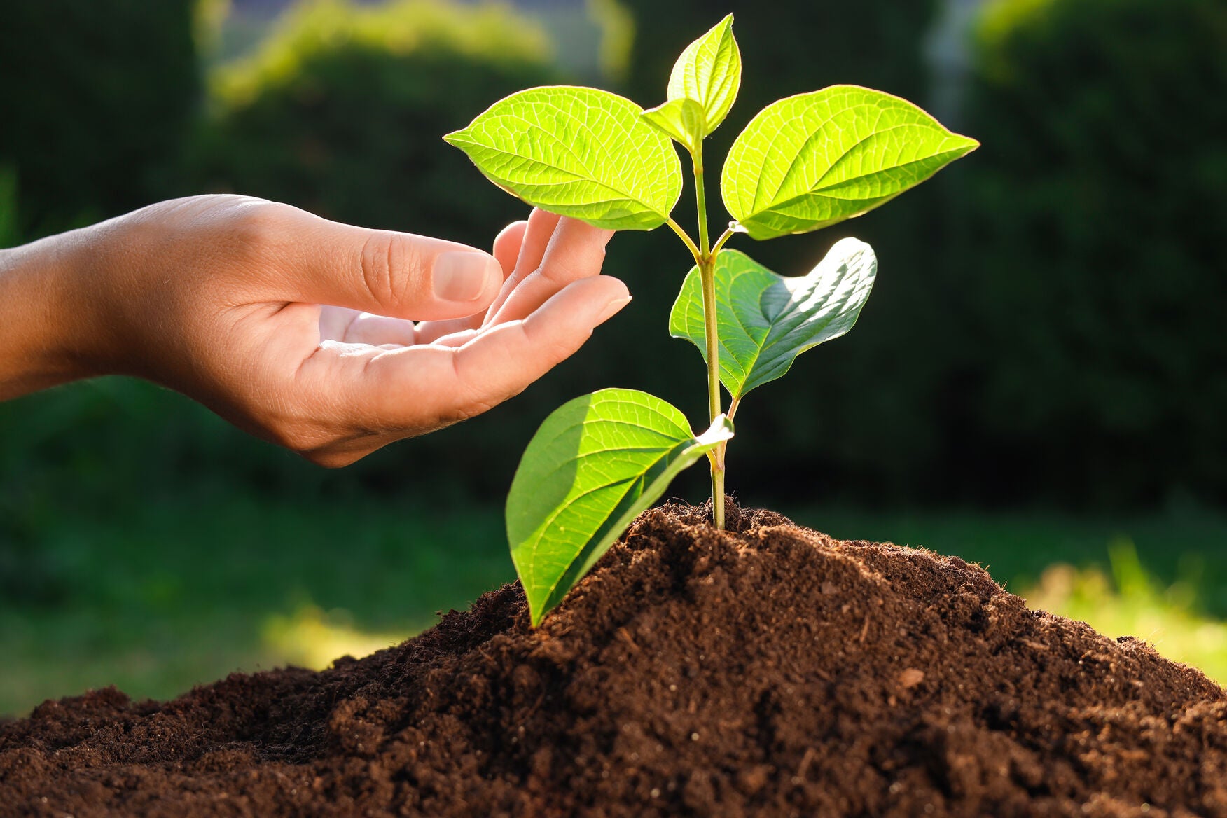 Being Kind to the Earth