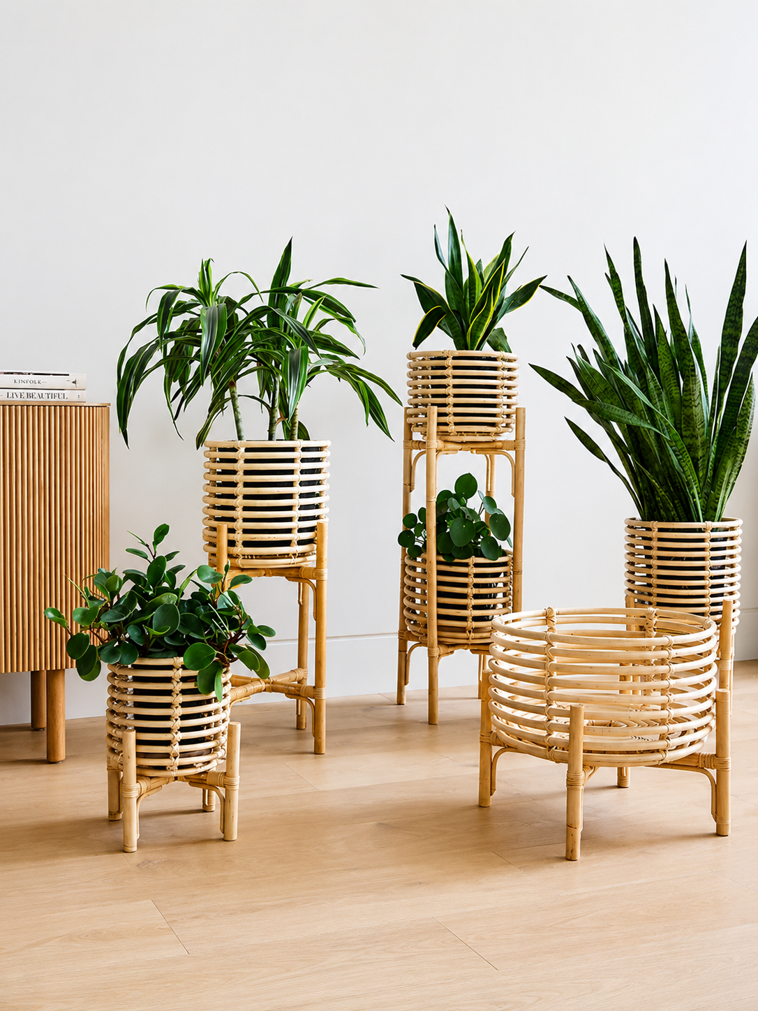 Cane Planters