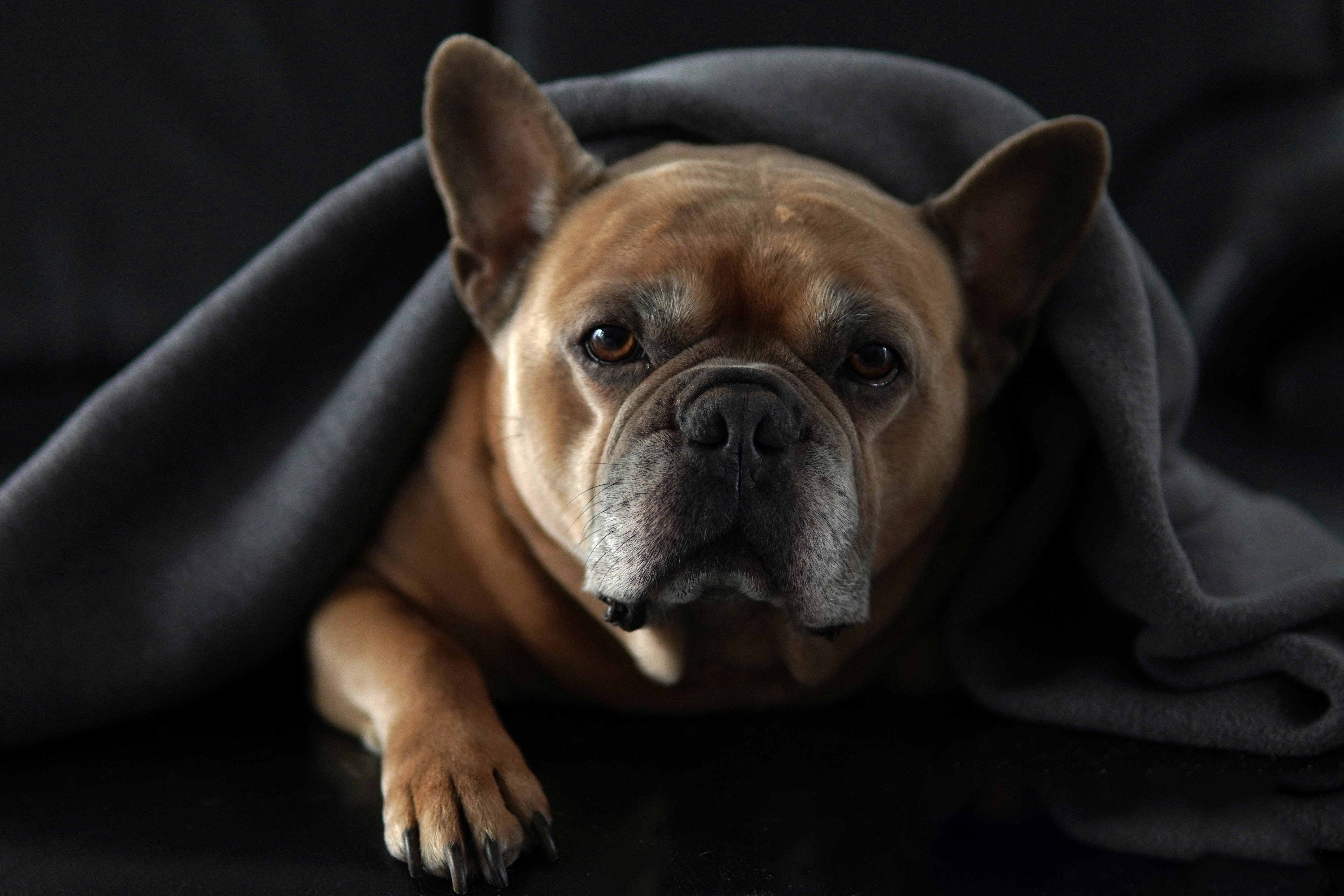 Dog under blanket
