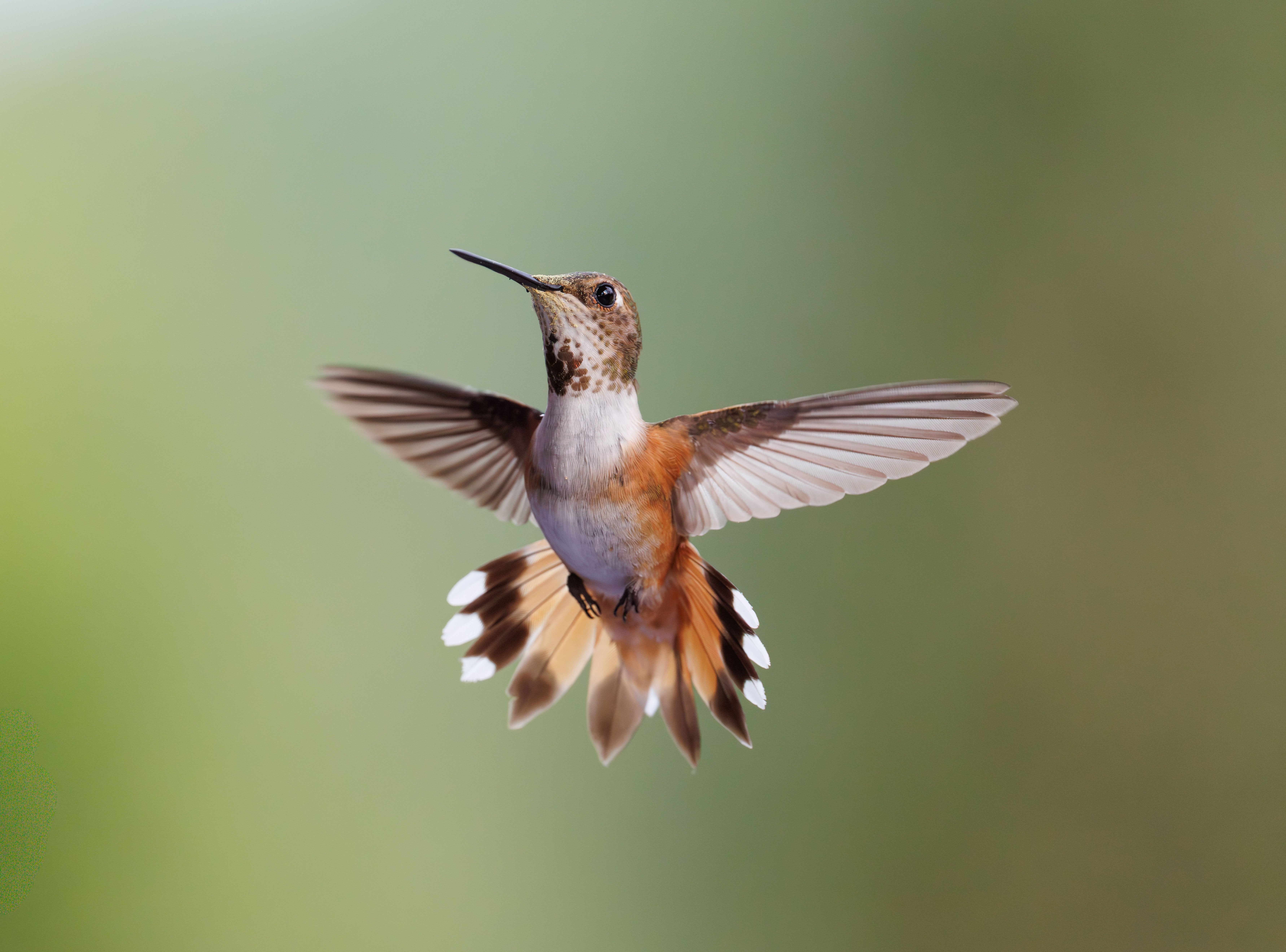 Hummingbird