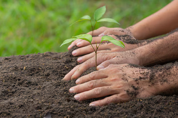 Planting sapling